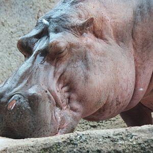 River Hippopotamus