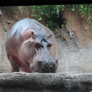 River Hippopotamus