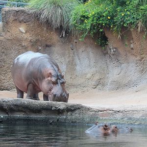 River Hippopotamus