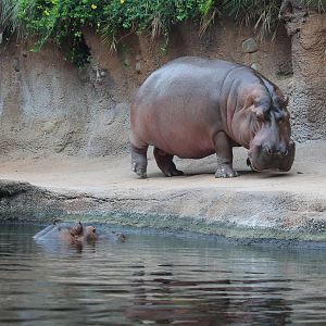 River Hippopotamus