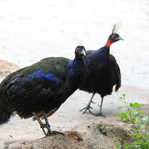 Congo Peafowl