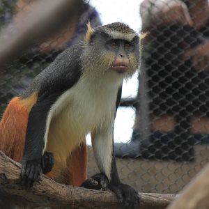 Wolf's Guenon