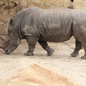 Southern White Rhinoceros