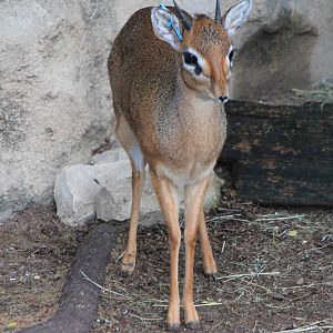 Kirk's Dik-Dik