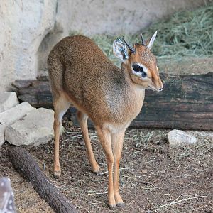Kirk's Dik-Dik