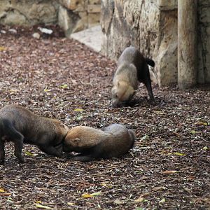 Bush Dogs