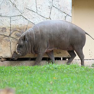 Babirusa