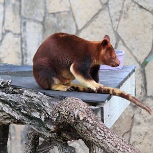 Goodfellow's Tree Kangaroo