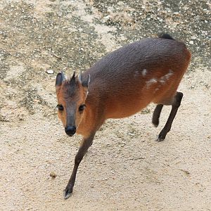 Red-Flanked Duiker