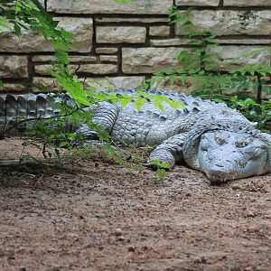 Orinoco Crocodile