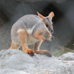 Yellow-Footed Rock Wallaby
