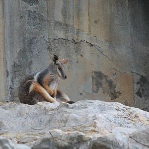 Yellow-Footed Rock Wallaby