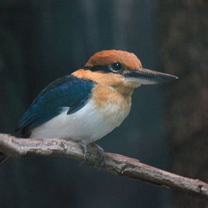 Micronesian Kingfisher