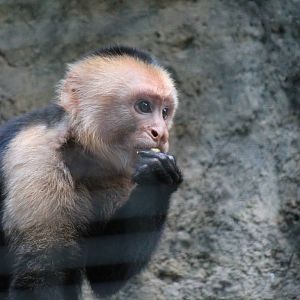 White-headed Cappuchin