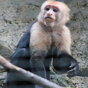 White-headed Cappuchin