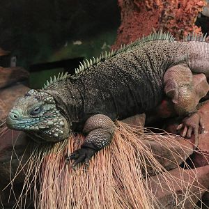 Cuban Iguana