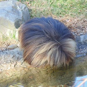Gelada Drinking
