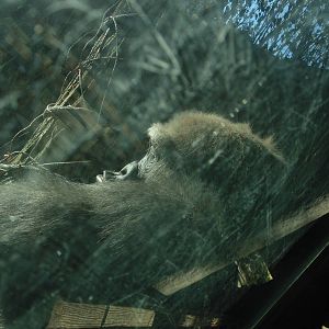 Gorilla Up Close & Personal in Congo Gorilla Forest