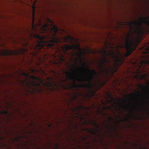 Maxwell Duikers Inside Giraffe House