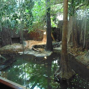 False Gharial Exhibit
