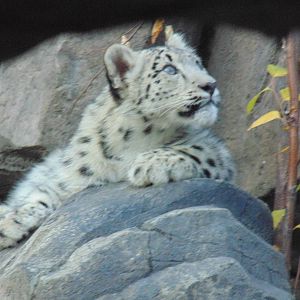 Snow Leopard Cub