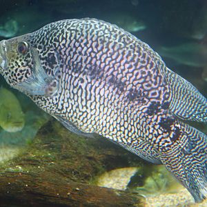 Fish Files: Jaguar Cichlid