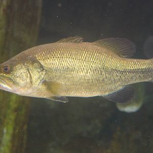 Fish Files: Largemouth Bass