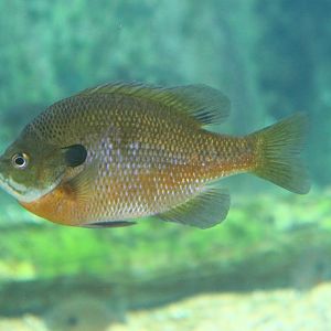 Fish Files: Bluegill Sunfish