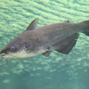 Fish Files: Blue Catfish