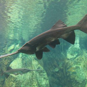 Fish Files: Mississippi Paddlefish