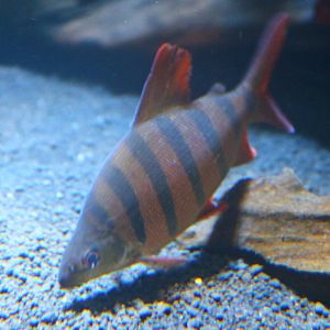 Fish Files: Sixbar Distichodus