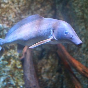 Fish Files: Bottlenose Mormyrid