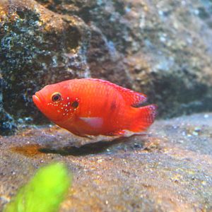 Fish Files: Blood Red Jewel Cichlid