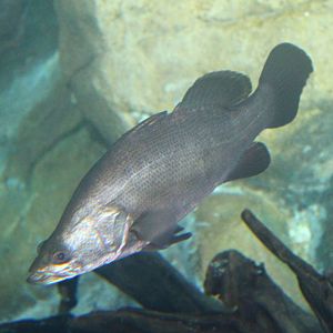 Fish Files: Nile Perch