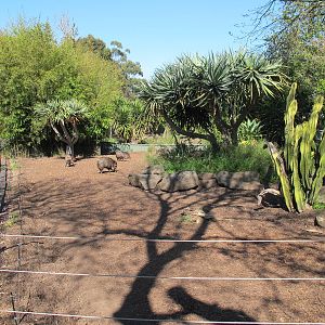 Collared Peccary Enclosures - Melbourne Zoo November 2013