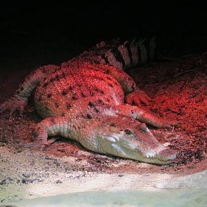 Philippine Crocodile - Melbourne Zoo November 2013