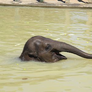 Asian Elephant - Melbourne Zoo November 2013