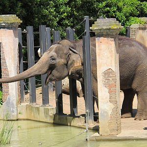 Asian Elephant - Melbourne Zoo November 2013