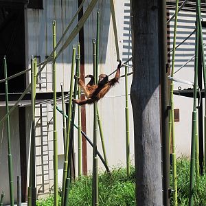 Young Orang-Utan - Melbourne Zoo November 2013