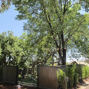 New Red Panda Exhibit - Melbourne Zoo November 2013
