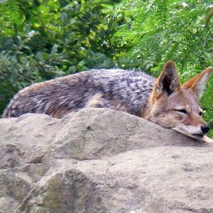 Black-backed Jackal (Canis mesomelas)