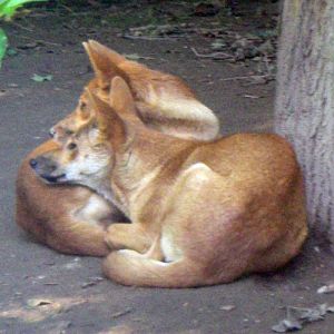 Dingo (Canis dingo)