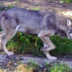 Common Wolf (Canis lupus)