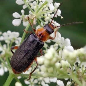 Grey Sailor-beetle (Cantharis nigricans)