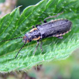 Black Soldier Beetle (Cantharis obscura)