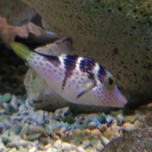 Valentin's Sharpnose Puffer (Canthigaster valentini)