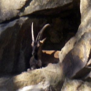 Cretan Wild Goat (Capra aegagrus)