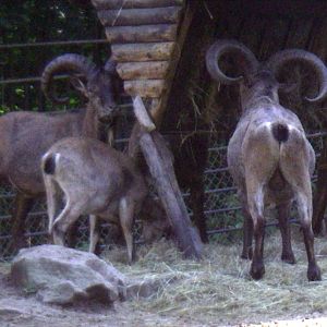 East Caucasian Turs (Capra cylindricornis)