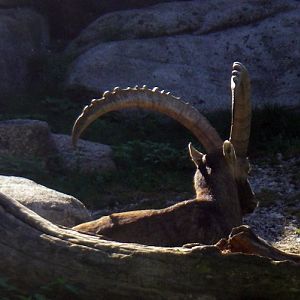 Alpine Ibex (Capra ibex)