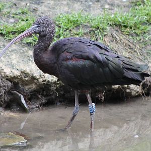 Puna ibis